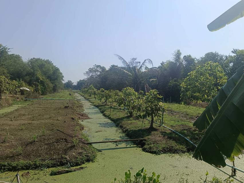 ขายที่ดิน 10 ไร่ ที่หน้าติดถนนคลอง6  รังสิต-ปทุมธานี 12