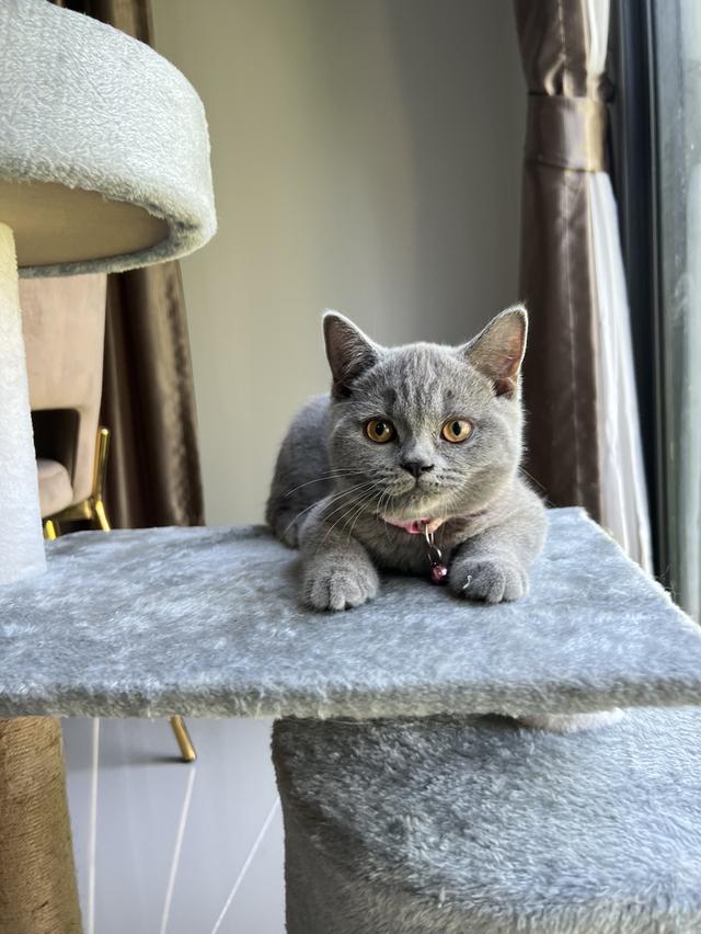 ลูกแมว บริติช ช็อตแฮร์ ใบเพ็ดนอกWCF(British Shorthair) 7
