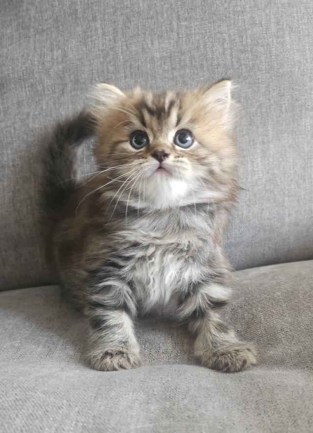 สก็อตติชโฟลด์ ปุ้กลุ้กจัง