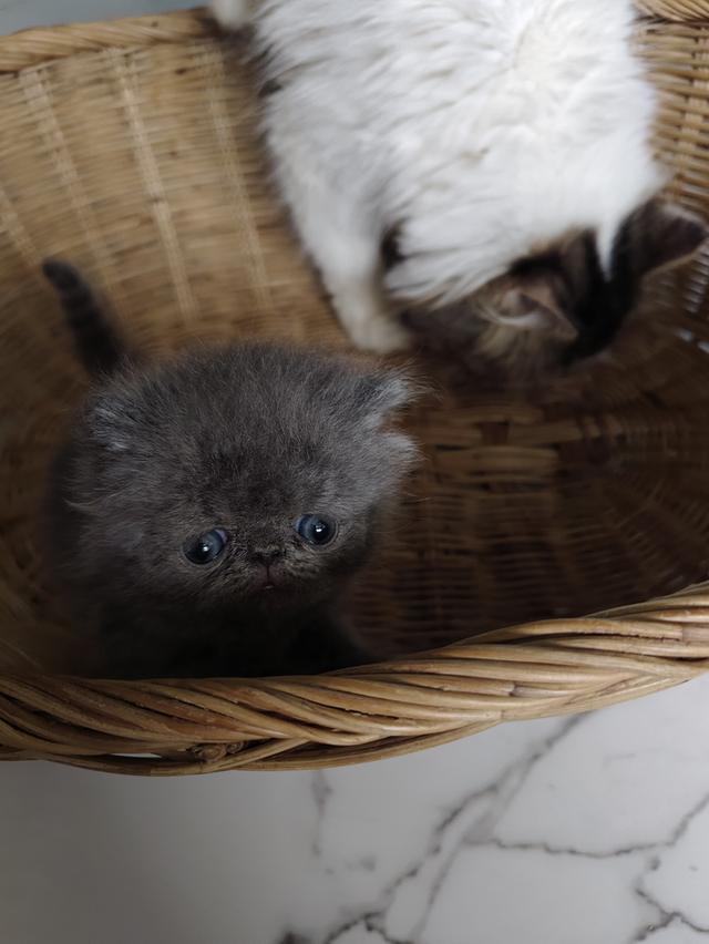 แมวเอ็กโซติกขนยาวแท้ 16