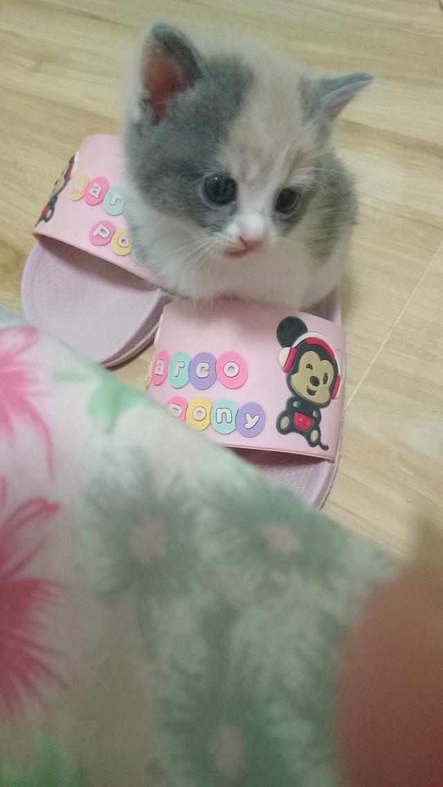 ลูกแมวบริติช 3