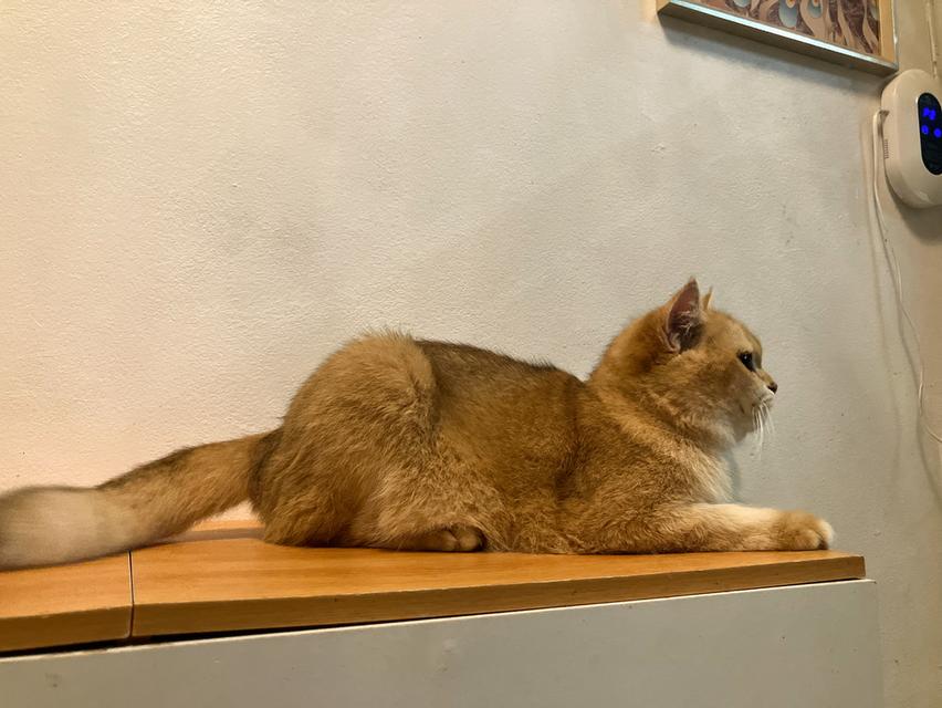 แม่พันธุ์British shorthair สายแชมป์ 6