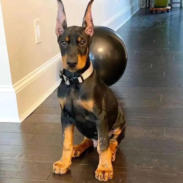 Doberman Pinscher Puppies  WhatsApp me : +66 63 826 3042