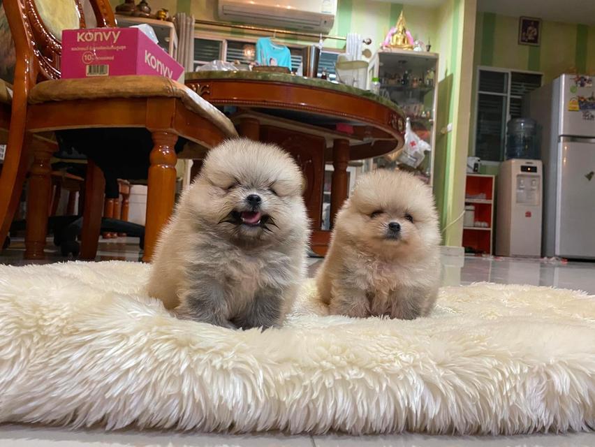 ปอมปอมแท้ สอบถามได้ค่ะ