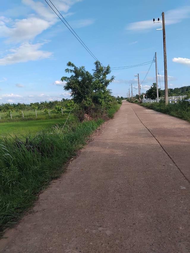 ที่ดินเปล่าแบ่งขาย6ไร่ ที่นา 4