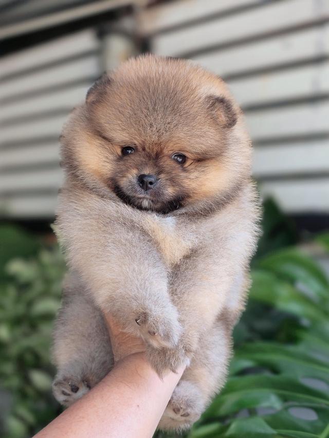 ปอมเมอเรเนัยนแท้ สีส้ม เพศเมีย รูปที่ 3