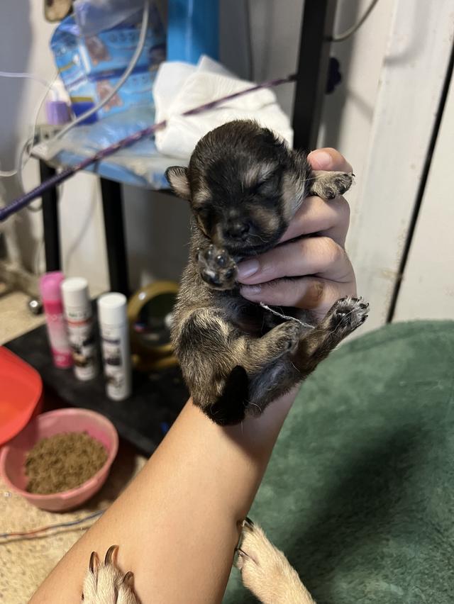ลูกสุนัขชิวาวาไซค์มินิ รูปที่ 13