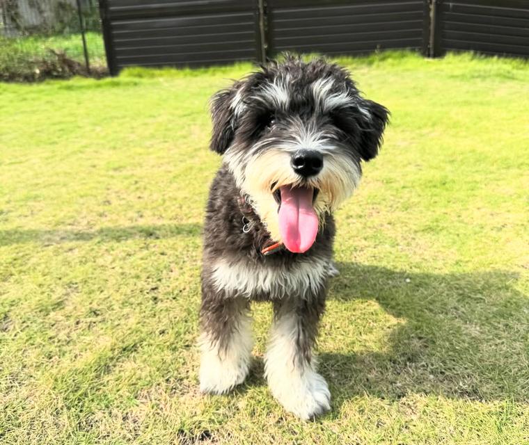 ขายสุนัขพันธุ์ Schnauzer เพศชาย ขนสวย