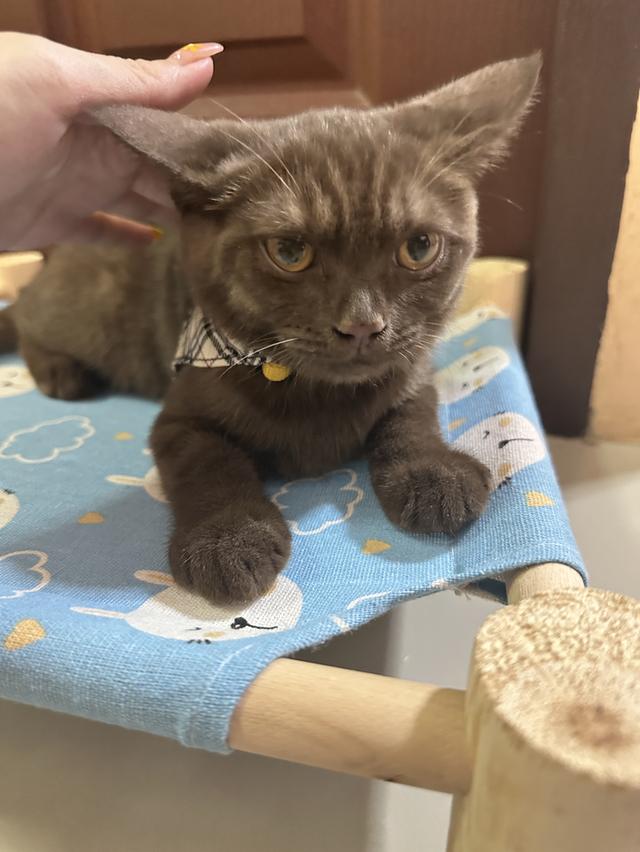 แมวบริติช เพศเมีย อายุ 4 เดือน