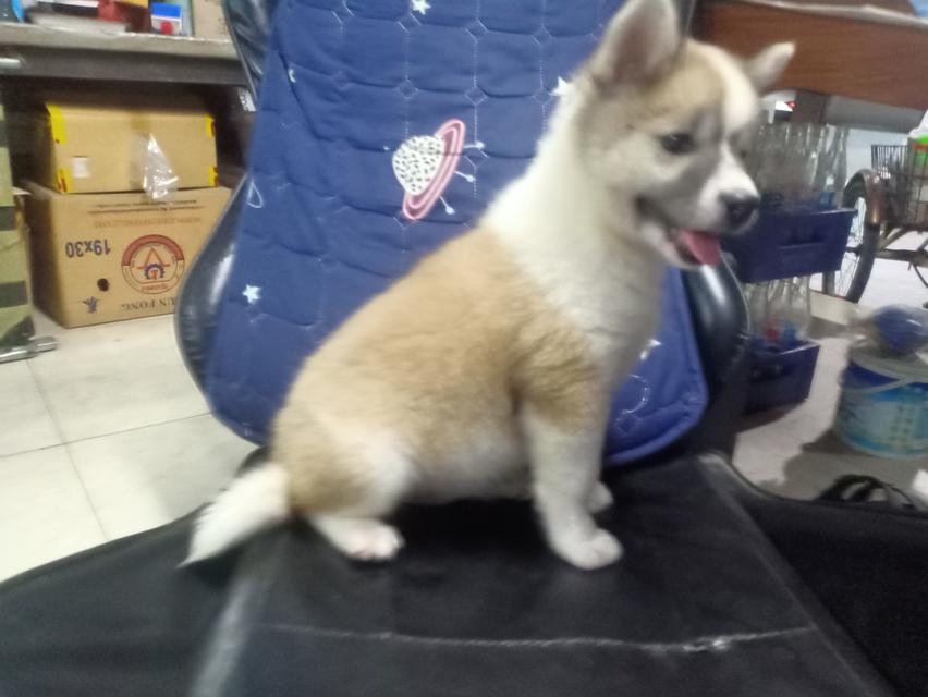 ลูกหมาบางแก้ว เพศเมีย