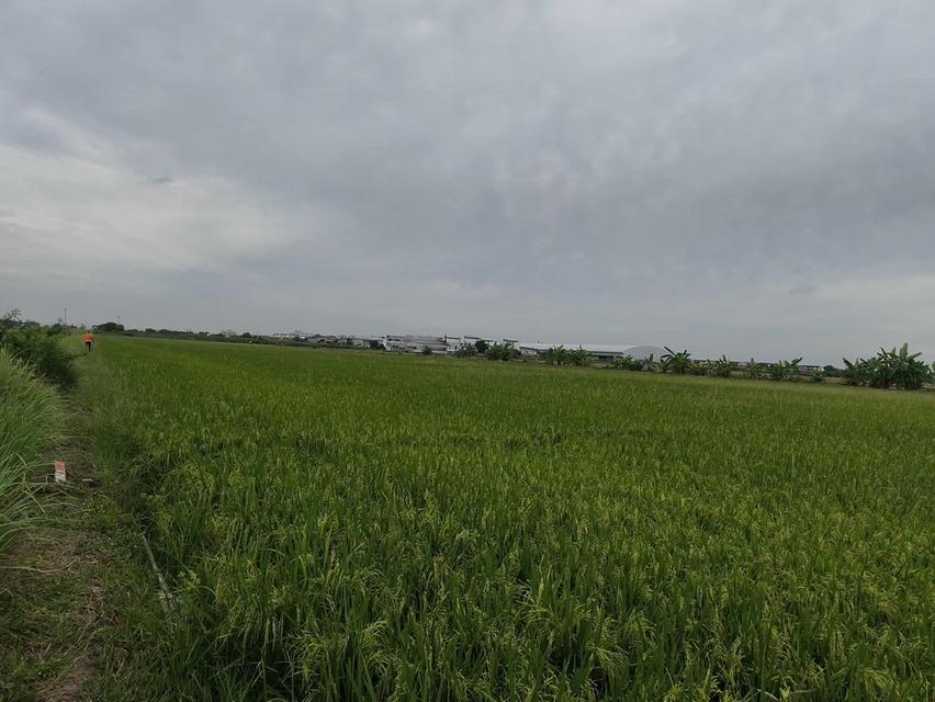 “ขายที่ดินเปล่า 4 ไร่ ต.บึงคำพร้อย อ.ลำลูกกา / ปทุมธานี – วิวทุ่งโล่ง ใกล้ชานเมืองกรุงเทพฯ ราคาเพียง 5 ล้านบาท” 3