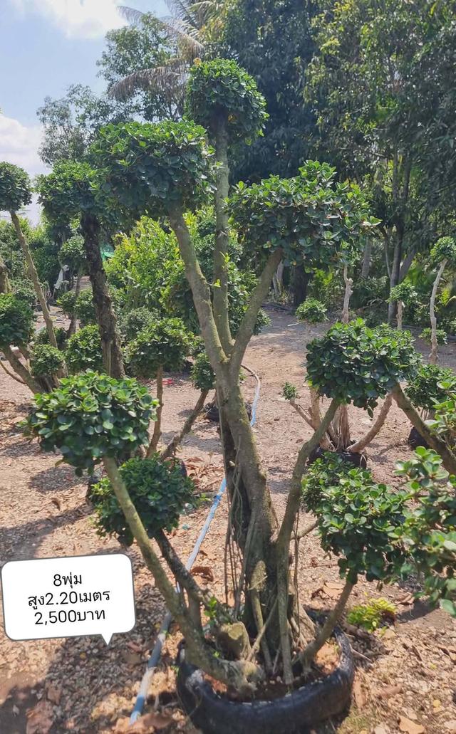 ไทรต่อยอดช้อนเงินช้อนทอง