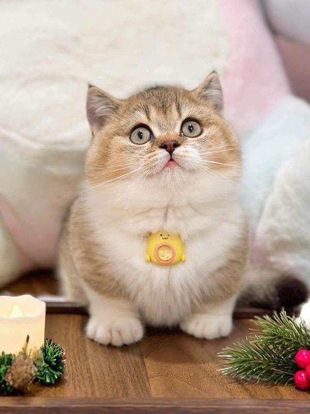 แมวมันกิ้นขาสั้นจู๋เด็กผู้ชาย wcf