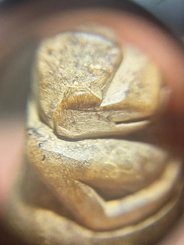 องคตไม้ตาลปัตร หลวงพ่อปาน บางกระสอบ รูปที่ 5