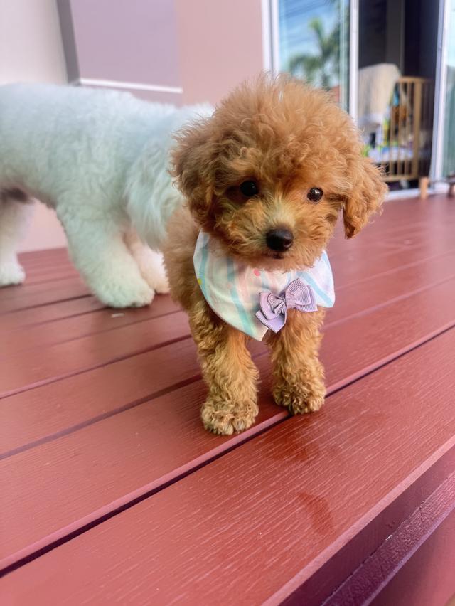 Toy poodle ( girl ) age  2 months old