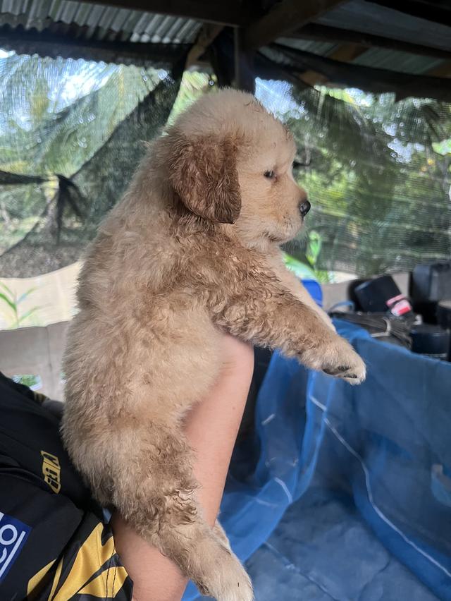 ลูกสุนัขโกเด้นรีทรีพเวอร์ 3