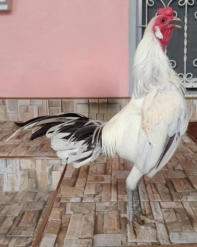 ไก่ชนแคระ