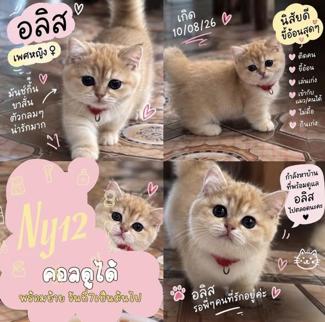 แมวมันช์กิ้นขาสั้น วัคซีนให้ก่อนย้ายทุกคน ตรวจโรคและสุขภาพให้ฟรี
