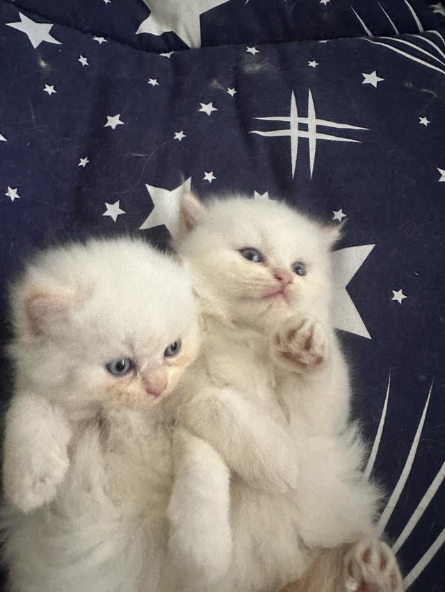 แมว สกอตติชโฟล