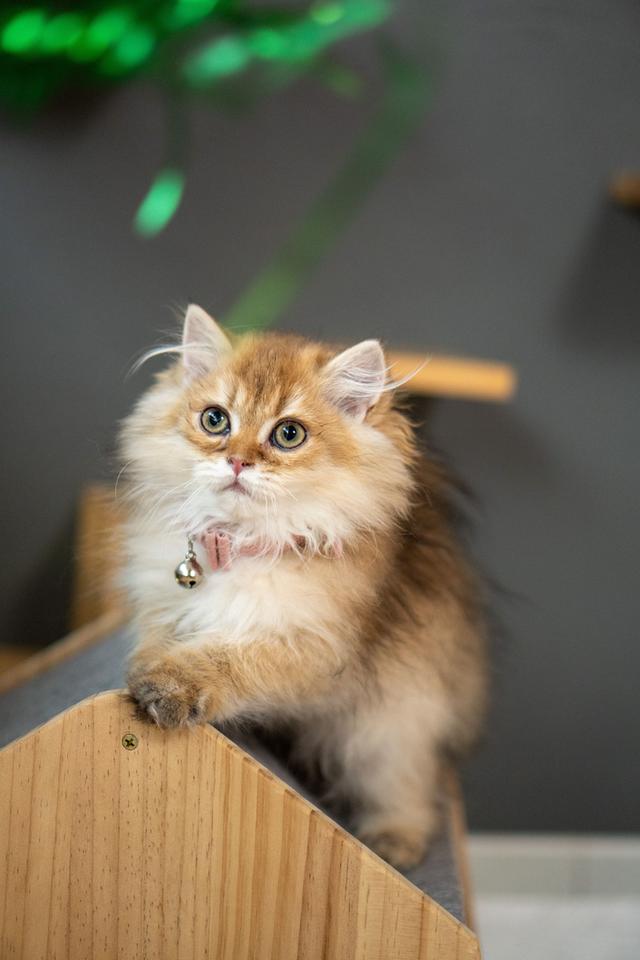 เด็กหญิงบริติช ลองแฮร์ (British Longhair)