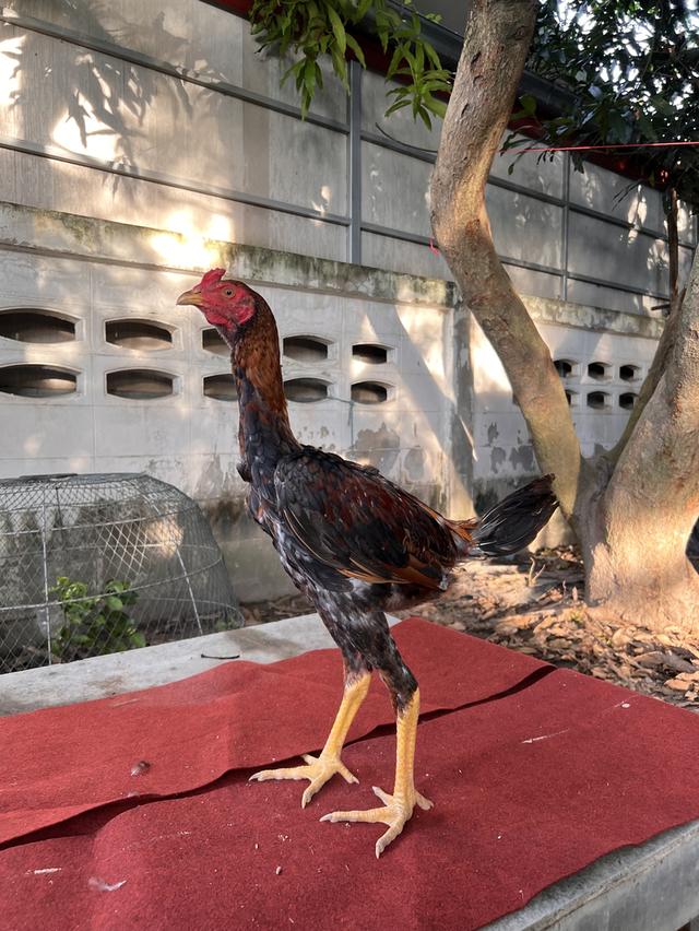 ไก่ชน หลาน มหานคร + หลาน โกวเซ้ม