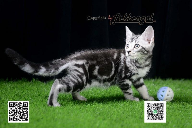 ลูกแมวสุดสวย อเมริกันชอตแฮร์ พันธุ์แท้ สีซิลเวอร์ เพศเมีย