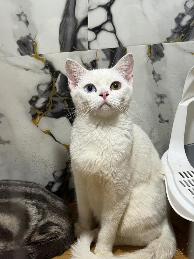 ลูกแมวพันธุ์สก๊อตติช