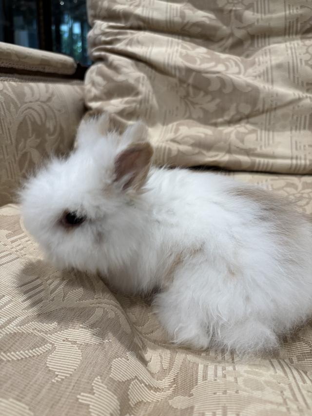 Teddy Bear Rabbit