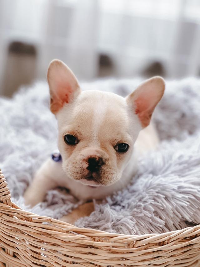 French Bulldog สายเลือดแชมป์