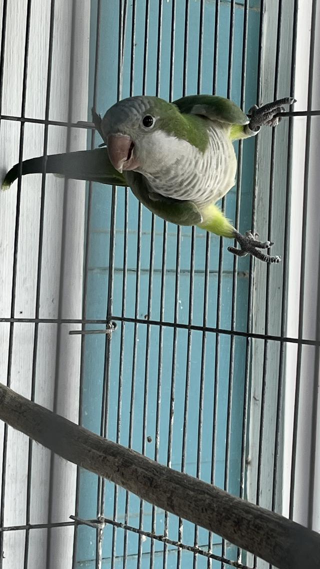 นกแก้วม๊องค์ Monk parrot