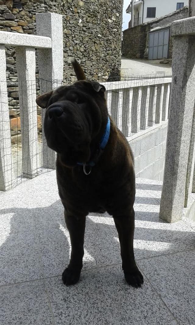 ขาย Shar Pei ขนสีดำสวย 2