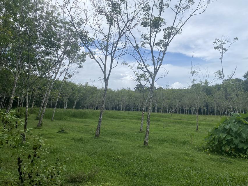 ขายที่ดินราคาถูกที่สุด 4