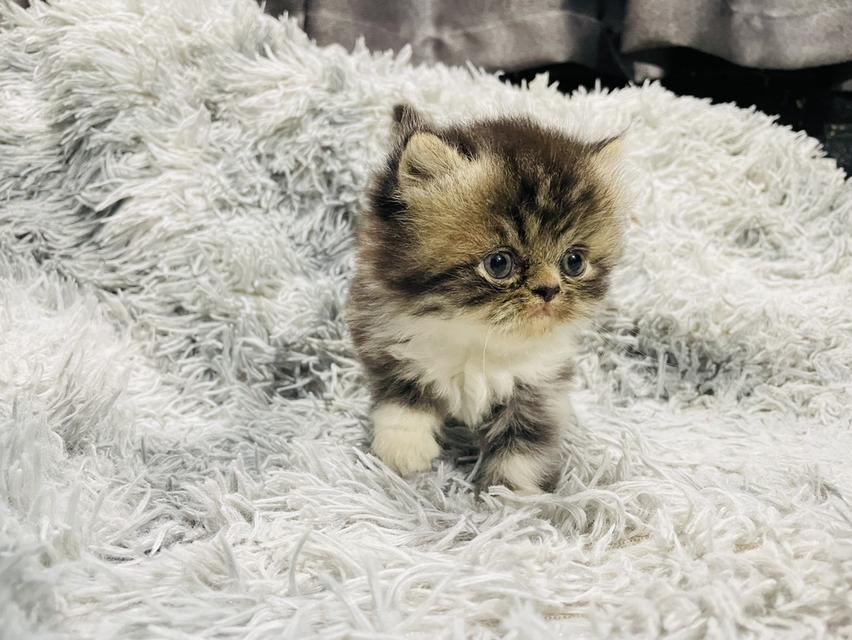 น้องแมวเปอร์เซีย 8