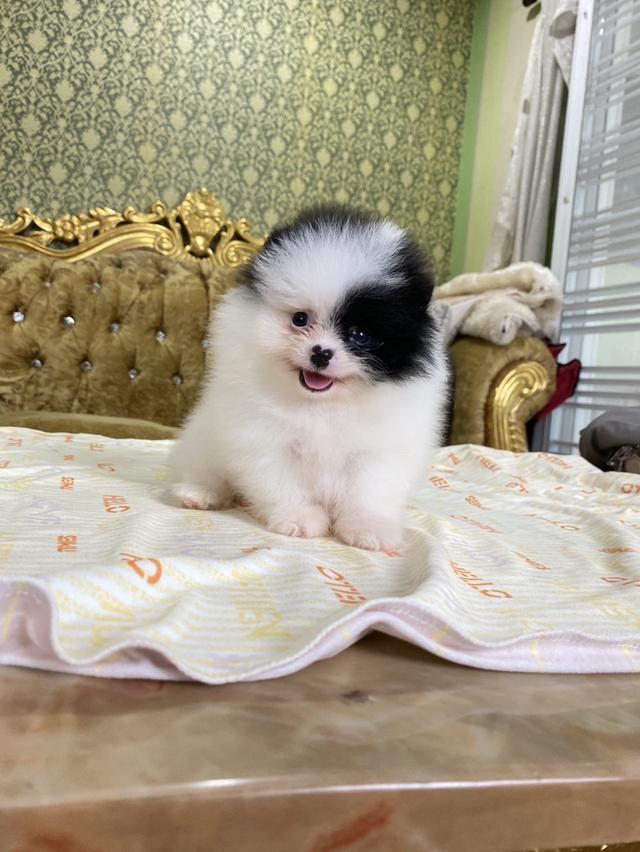 ปอมแท้ พร้อมย้ายบ้าน