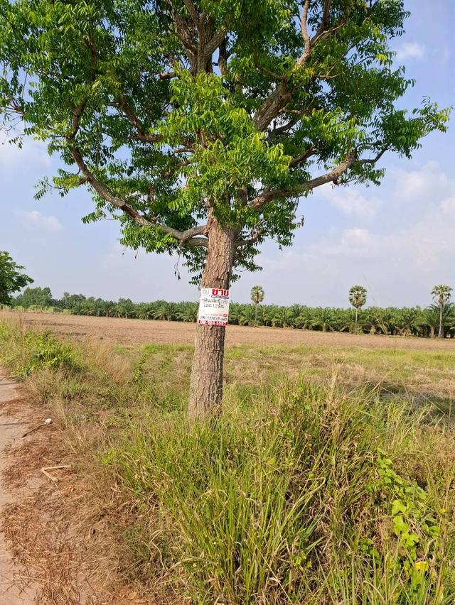 ที่ดินเปล่า ซอยร่วมใจ 2 ถนนเกาะจันทร์ ตำบลท่าบุญมี อำเภอเกาะจันทร์ จังหวัดชลบุรี 8