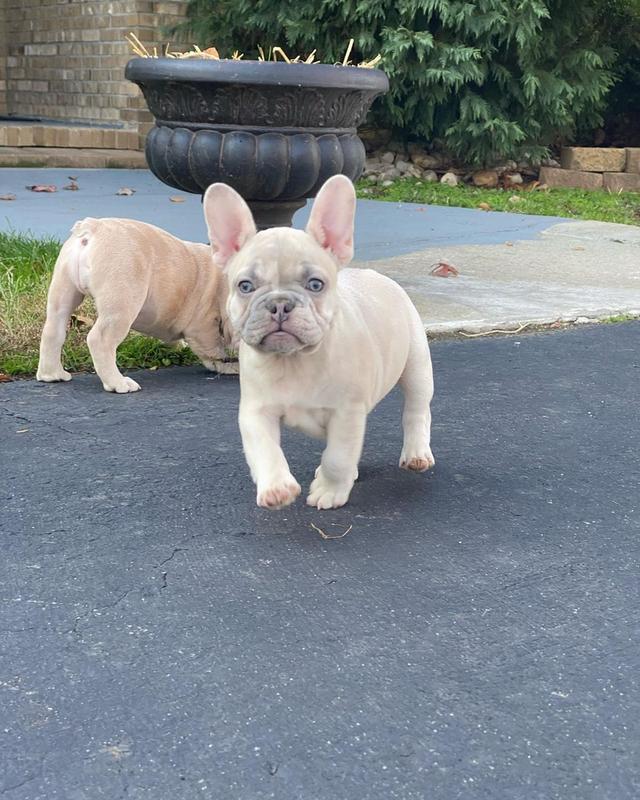 French Bulldog Puppies  WhatsApp me : ( +63 985 762 7466 ) 2