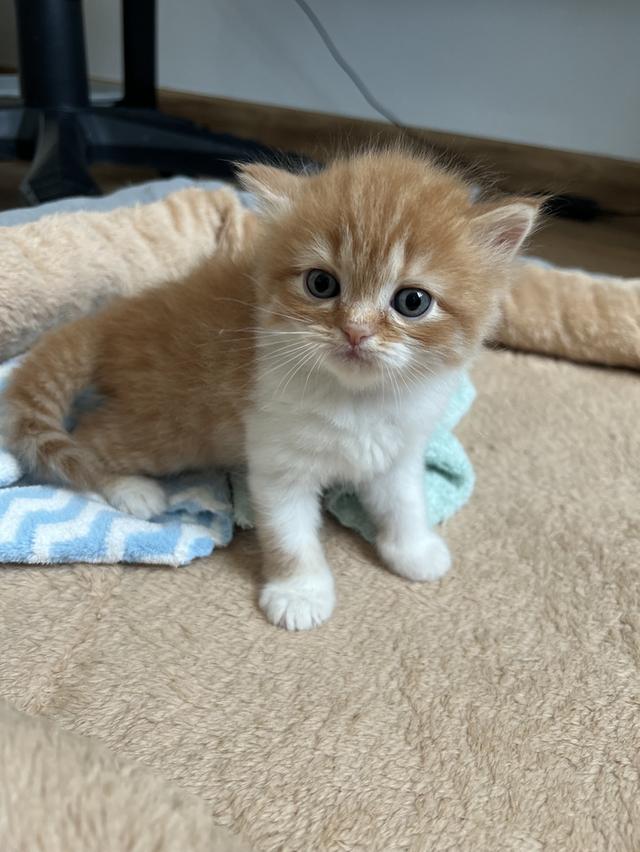 ด.ช ส้ม น้องเกิด 29/10/68 พร้อมย้ายบ้านค่ะ กินอาหารเม็ดได้แล้ว เข้ากับบ่าทรายเป็นแล้วค่ะ เลี้ยงระบบปิด