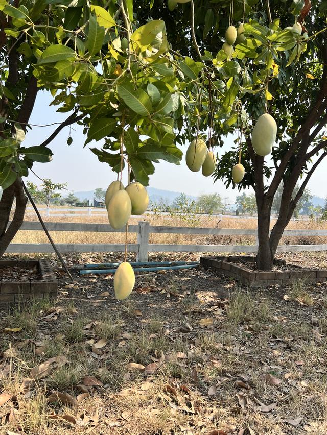 ขายบ้านสวนอู่ทองวิวภูเขาติดถนนดำไม่เปลี่ยว 6