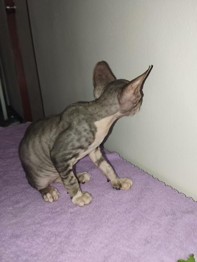 แมวสฟิงซ์ เพศชาย เกิด18/1/2569 รูปที่ 8