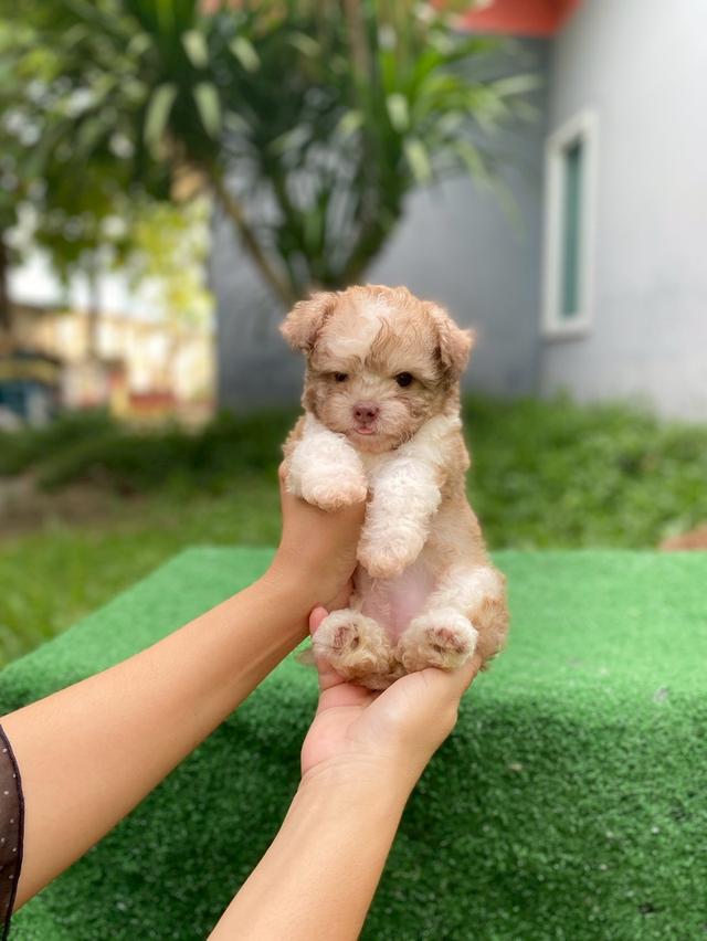 พุดเดิ้ลผสม น่ารักมาก รูปที่ 9