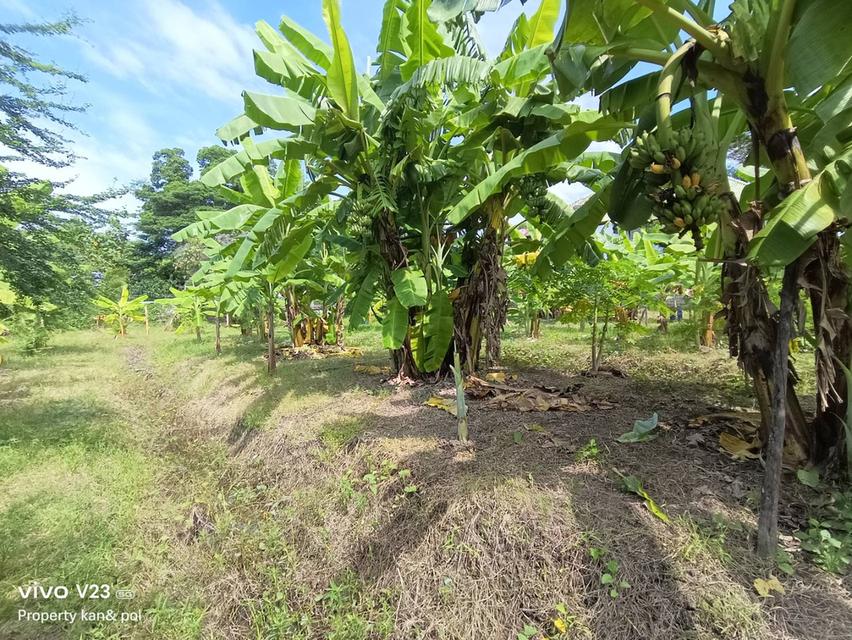 ขายที่ดินติดคลองบางระมาดสาย 2 เนื้อที่ 719.4 ตรว. พุทธมณฑลสาย 2 ซ.21 4