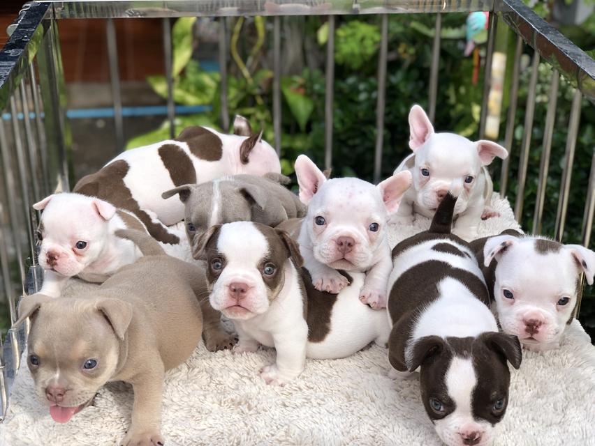 เอ็กโซติกบูลลี่Exoticbully รูปที่ 4