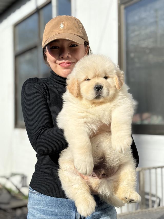 โกลเด้นนำเข้าจากต่างประเทศ 2