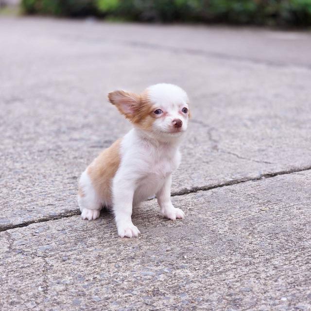 ชิวาวาแท้ขนยาว เพศเมีย พร้อมย้ายบ้าน 10