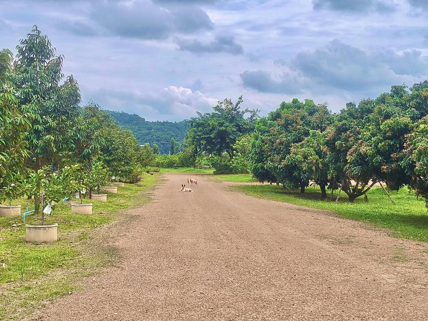 ขายที่สวนทุเรียน เขาใหญ่ ปากช่อง บ้านสวนผลไม้ คลองม่วง นครราชสีมา ที่ดิน 11 ไร่ บ้านไม้เรือนไทย ใกล้ภูเขา วิวเขาล้อมรอบสวยมาก ที่สูงอากาศดี 0879074045 3
