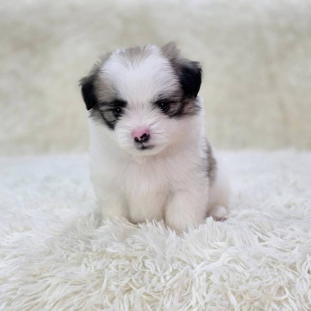 ชิสุผสมปอม เพศผู้ พิกัดรามอินทรา 5