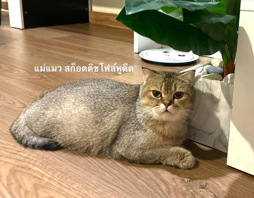 ลูกแมวสก็อตติช เพศชาย  11