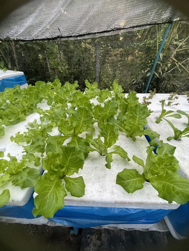 ผักสลัดไฮโดรโปรนิกส์ รูปที่ 5