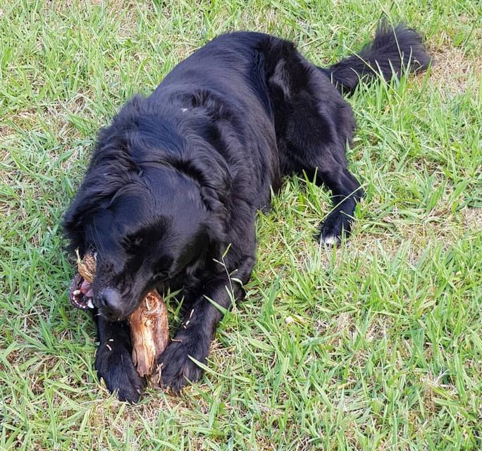 ขายพ่อพันธุ์ชั้นนำ Black Golden Retriever 2