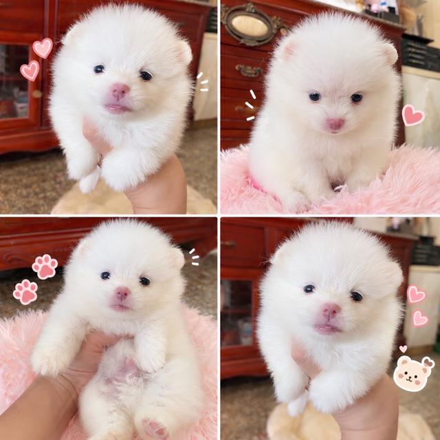 ลูกปอมแท้ ทีคัพ จิ๋วๆ พร้อมย้ายบ้านงับ